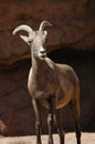 Bighorn Sheep Gazing