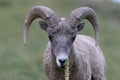 Bighorn Sheep Glacier National Park Montana USA Royalty Free Stock Photo