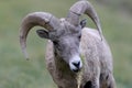 Bighorn Sheep Glacier National Park Montana USA Royalty Free Stock Photo