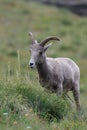 Bighorn Sheep Glacier National Park Montana USA Royalty Free Stock Photo