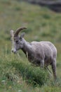 Bighorn Sheep Glacier National Park Montana USA Royalty Free Stock Photo