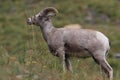 Bighorn Sheep Glacier National Park Montana USA Royalty Free Stock Photo