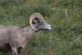 Bighorn Sheep Glacier National Park Montana USA Royalty Free Stock Photo