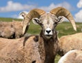 Bighorn Sheep Royalty Free Stock Photo