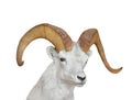 Bighorn sheep head isolated. Royalty Free Stock Photo