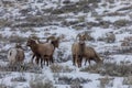 Bighorn Sheep Herd in Winter in Wyoming Royalty Free Stock Photo