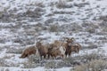 Bighorn Sheep Herd in Winter in Wyoming Royalty Free Stock Photo