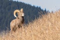 Bighorn sheep on hillside Royalty Free Stock Photo