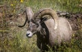 Bighorn Sheep in Northern Arizona