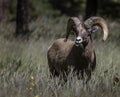 Bighorn Sheep in Northern Arizona