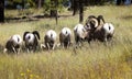 Bighorn Sheep in Northern Arizona
