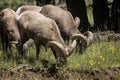 Bighorn Sheep in Northern Arizona