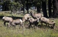 Bighorn Sheep in Northern Arizona