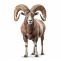 Bighorn sheep isolated on white created with Generative AI Royalty Free Stock Photo