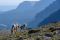 Bighorn Sheep and Lamb with Layers of Mountains Behind Them Royalty Free Stock Photo