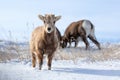 Bighorn Sheep lamb in a winter scene with snow in South Dakota Royalty Free Stock Photo