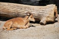 Bighorn sheep laying on the ground