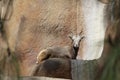 A Bighorn Sheep on a ledge Royalty Free Stock Photo