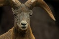 Bighorn sheep looking into the camera Royalty Free Stock Photo