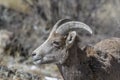 Bighorn sheep looks for food in the winter in the Rocky Mountains, Colorado Royalty Free Stock Photo