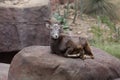 Bighorn sheep lying on a rock Royalty Free Stock Photo