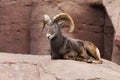 Bighorn sheep lying on a rock Royalty Free Stock Photo