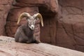 Bighorn sheep lying on a rock Royalty Free Stock Photo