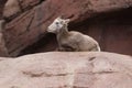 Bighorn sheep lying on a rock Royalty Free Stock Photo