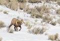 BIGHORN SHEEP IN MEADOW STOCK IMAGE Royalty Free Stock Photo