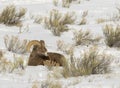 BIGHORN SHEEP IN MEADOW STOCK IMAGE Royalty Free Stock Photo