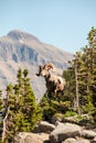 Bighorn sheep, mountain landscape photography, Glacier National Park, Montana, beautiful majestic wildlife scenery, rocky ledge, Royalty Free Stock Photo