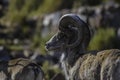 Bighorn sheep or mountain sheep Ram with big horns Royalty Free Stock Photo