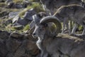 Bighorn sheep or mountain sheep Ram with big horns Royalty Free Stock Photo