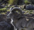 Bighorn sheep or mountain sheep Ram with big horns Royalty Free Stock Photo