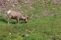 Bighorn Sheep Glacier National Park Montana USA Royalty Free Stock Photo