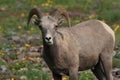 Bighorn Sheep Glacier National Park Montana USA Royalty Free Stock Photo