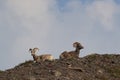 Bighorn Sheep Glacier National Park Montana USA Royalty Free Stock Photo