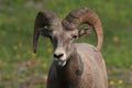 Bighorn Sheep Glacier National Park Montana USA Royalty Free Stock Photo