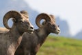 Bighorn Sheep Glacier National Park Montana USA Royalty Free Stock Photo