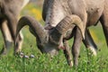 Bighorn Sheep Glacier National Park Montana USA Royalty Free Stock Photo