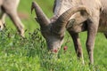 Bighorn Sheep Glacier National Park Montana USA Royalty Free Stock Photo