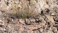 Bighorn Sheep in Northern Arizona, America, USA. Royalty Free Stock Photo