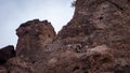 Bighorn Sheep in Northern Arizona, America, USA. Royalty Free Stock Photo