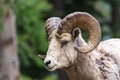 Bighorn sheep - Ovis canadensis Royalty Free Stock Photo