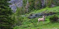 Bighorn sheep (Ovis canadensis)