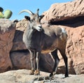 Bighorn Sheep Ovis canadensis