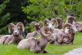 Bighorn sheep - Ovis canadensis a hurd Royalty Free Stock Photo