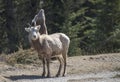 Two Bighorn Sheep on a Ridge