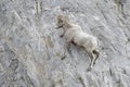 Bighorn Sheep ram, standing on cliff Royalty Free Stock Photo