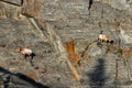 Bighorn sheep Ovis canadensis ram climbing on cliff.